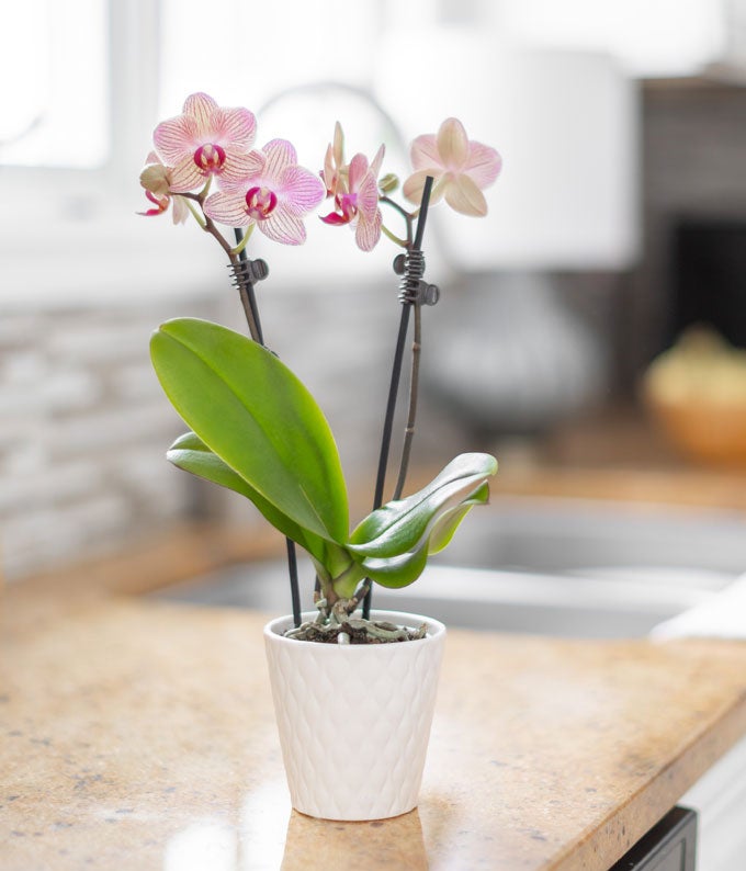 P-370_A3.jpg Strawberry Lemonade Mini Orchid Plant - Image 4