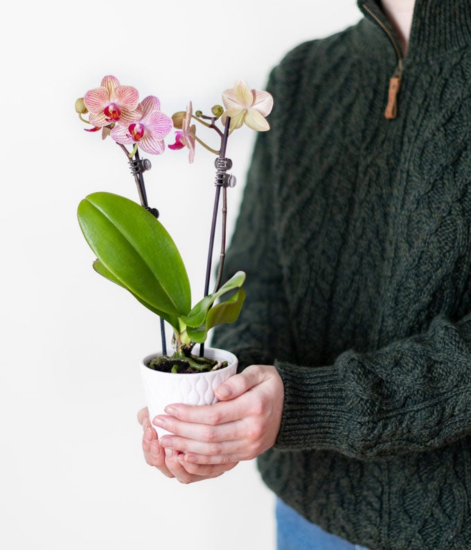 P-370_A4.jpg Strawberry Lemonade Mini Orchid Plant - Image 5