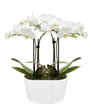 Purely Pristine White Orchid Duo