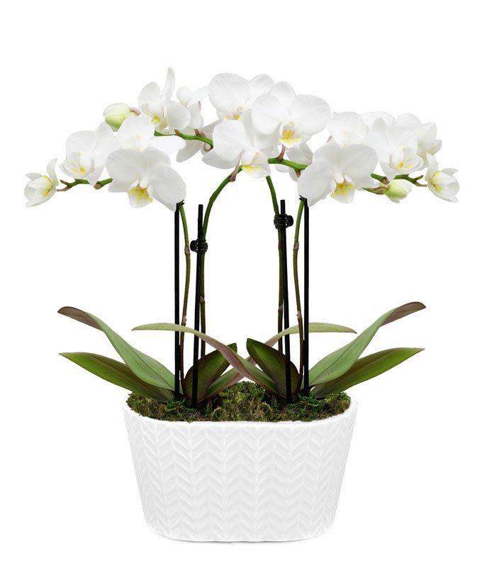 P-420.jpg Purely Pristine White Orchid Duo