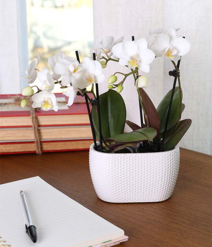 P-420_A1.jpg Purely Pristine White Orchid Duo - Image 2