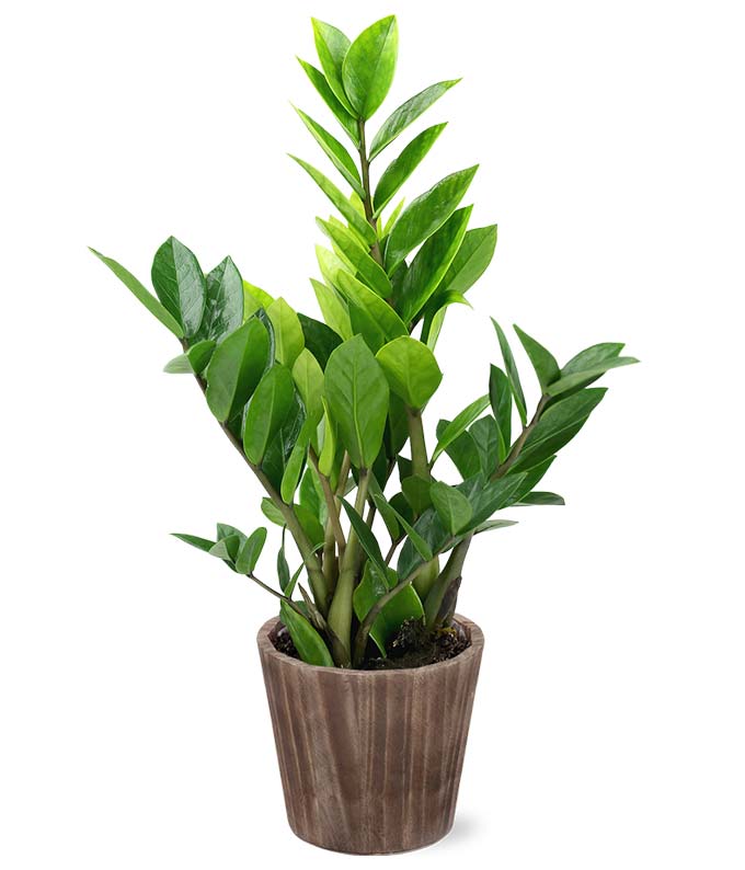 P-440.jpg Potted ZZ Houseplant in Natural Wood