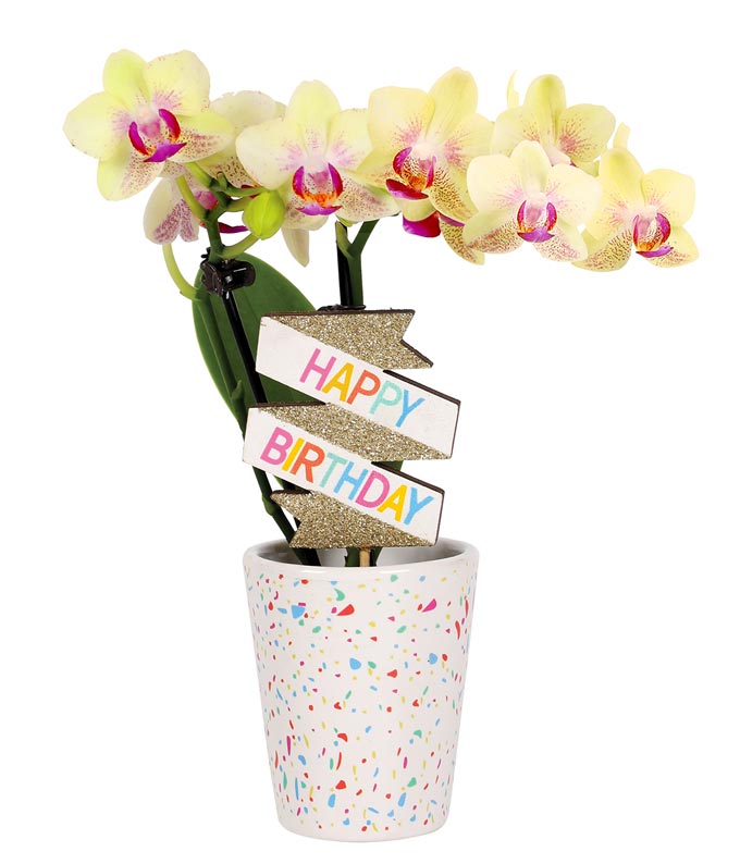 P-Y00.jpg Yellow Birthday Confetti Orchid