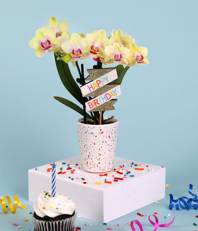 P-Y00_A1.jpg Yellow Birthday Confetti Orchid - Image 2