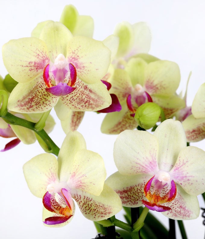 P-Y00_A2.jpg Yellow Birthday Confetti Orchid - Image 3
