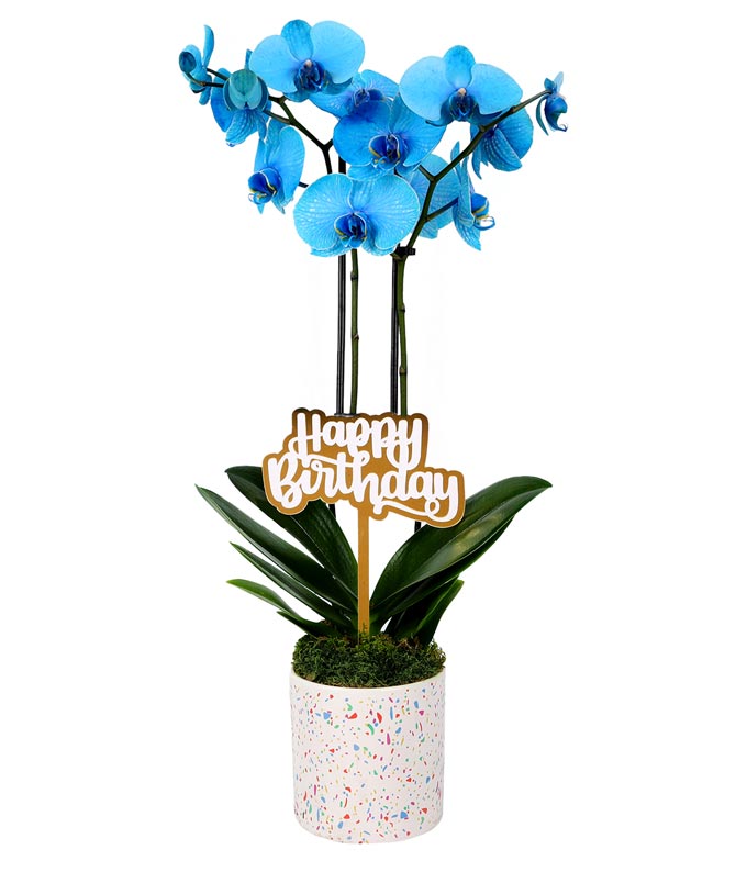 P-Y02.jpg Blue Happy Birthday Confetti Orchid