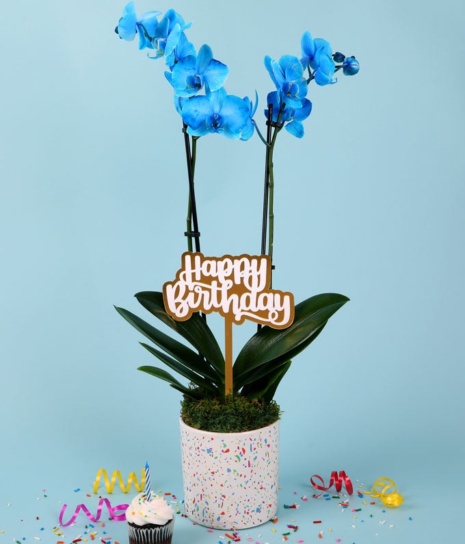 P-Y02_A1.jpg Blue Happy Birthday Confetti Orchid - Image 2