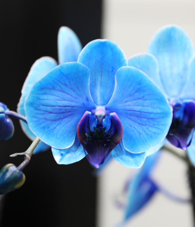 P-Y02_A2.jpg Blue Happy Birthday Confetti Orchid - Image 3