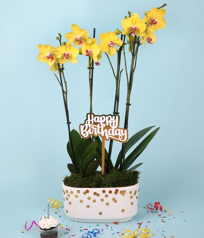 P-Y05_A1.jpg Cheerful Yellow Birthday Orchid - Image 2