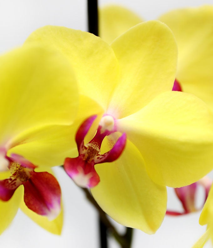 P-Y05_A2.jpg Cheerful Yellow Birthday Orchid - Image 3