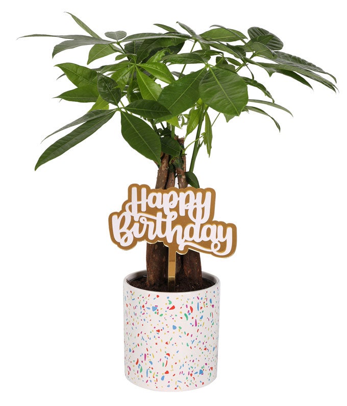 P-Y06.jpg Birthday Wishes Money Tree