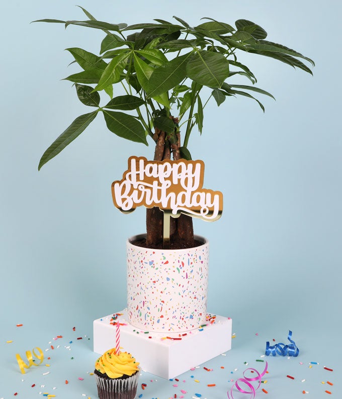 P-Y06_A1.jpg Birthday Wishes Money Tree - Image 2