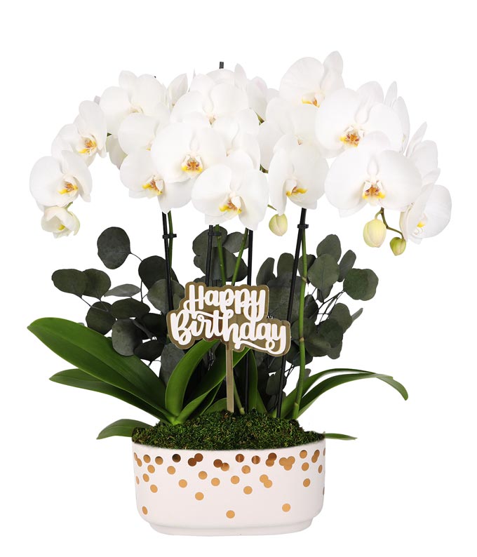 P-Y10.jpg Gold & White Birthday Orchid Duo