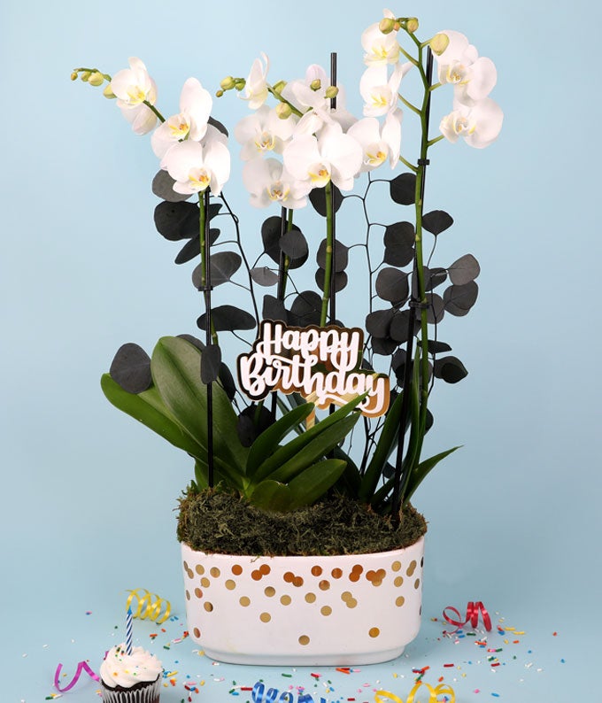 P-Y10_A1.jpg Gold & White Birthday Orchid Duo - Image 2
