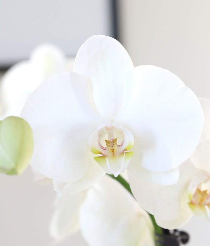 P-Y10_A2.jpg Gold & White Birthday Orchid Duo - Image 3