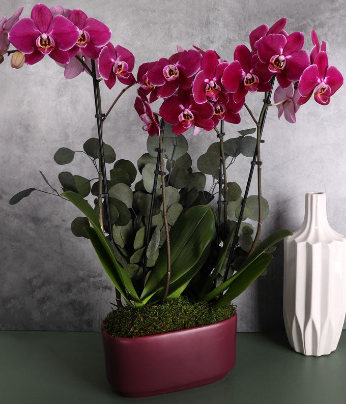 P-Y11_A1.jpg Deep Purple Orchid Duo with Eucalyptus - Image 2