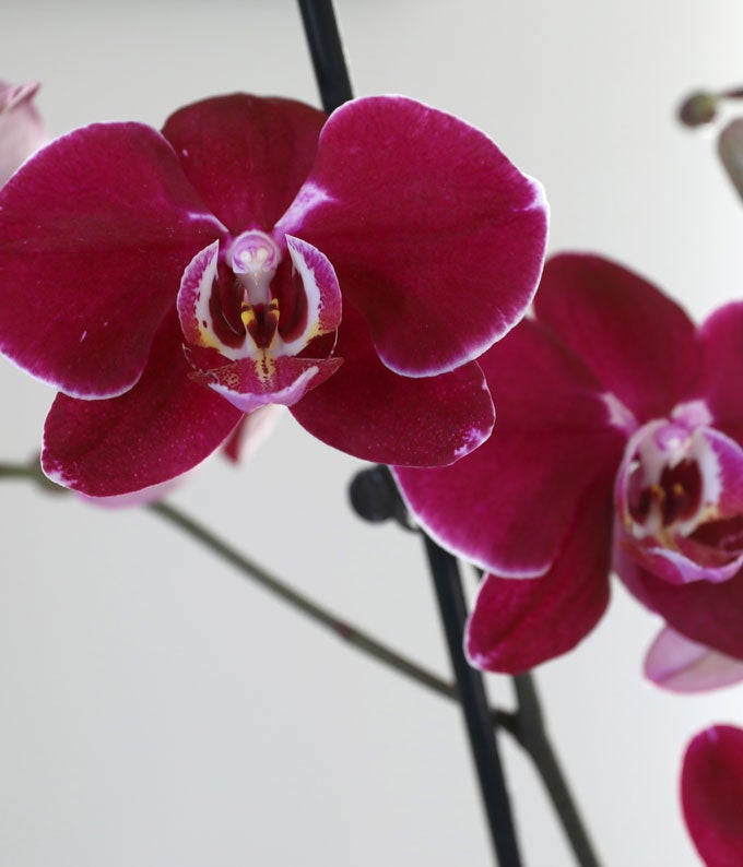 P-Y11_A2.jpg Deep Purple Orchid Duo with Eucalyptus - Image 3