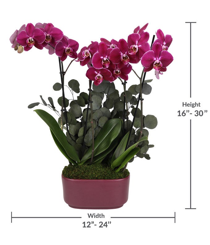 P-Y11_A3.jpg Deep Purple Orchid Duo with Eucalyptus - Image 4
