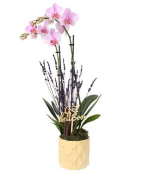 Pink Get Well Soon Orchid with Lavender