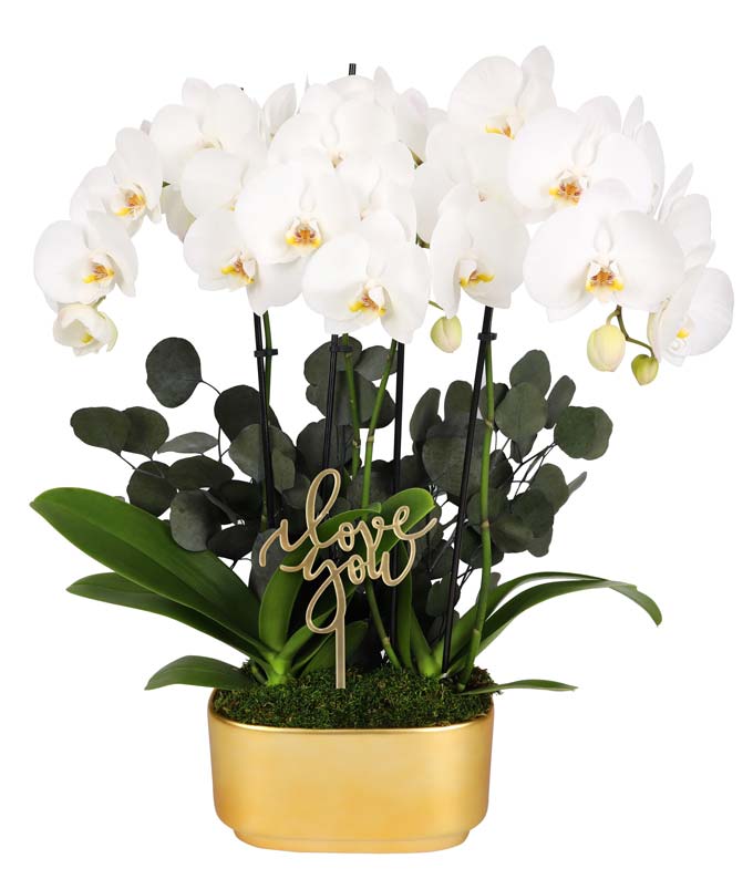 P-Y31.jpg Elegant Orchid Garden of Love