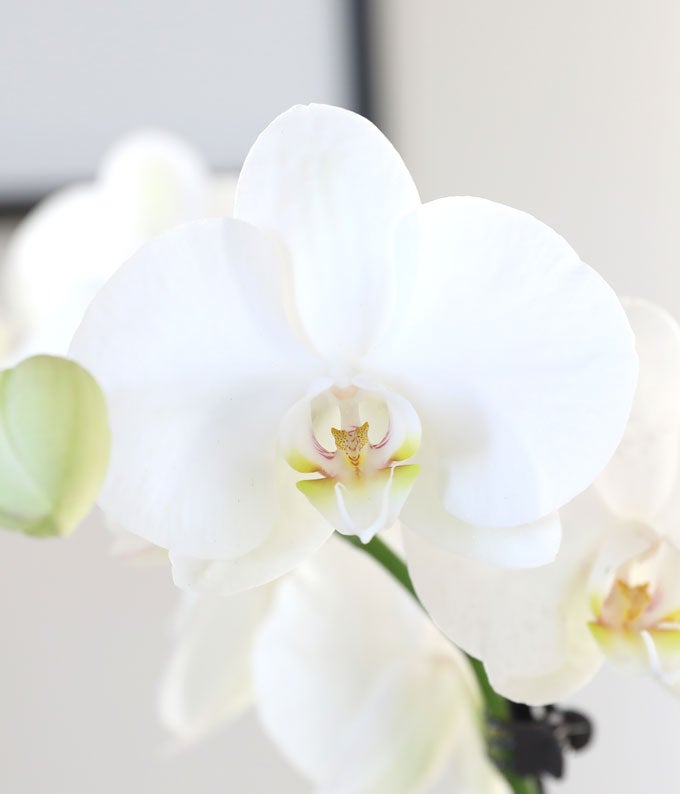 P-Y31_A2.jpg Elegant Orchid Garden of Love - Image 3