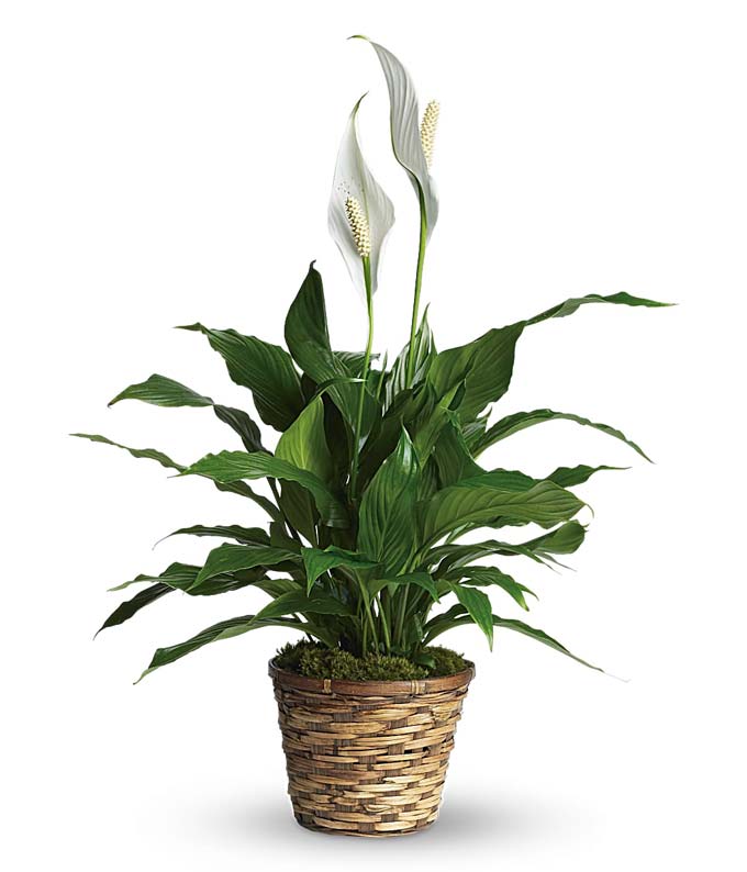 T105-1A.jpg Simply Elegant Spathiphyllum