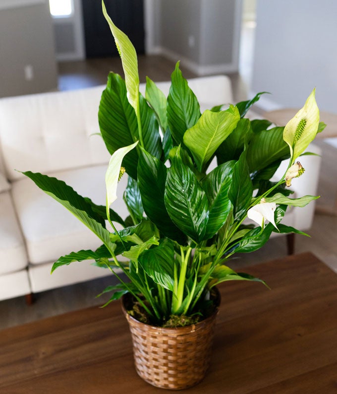 T105-1A_A1.jpg Simply Elegant Spathiphyllum - Image 2