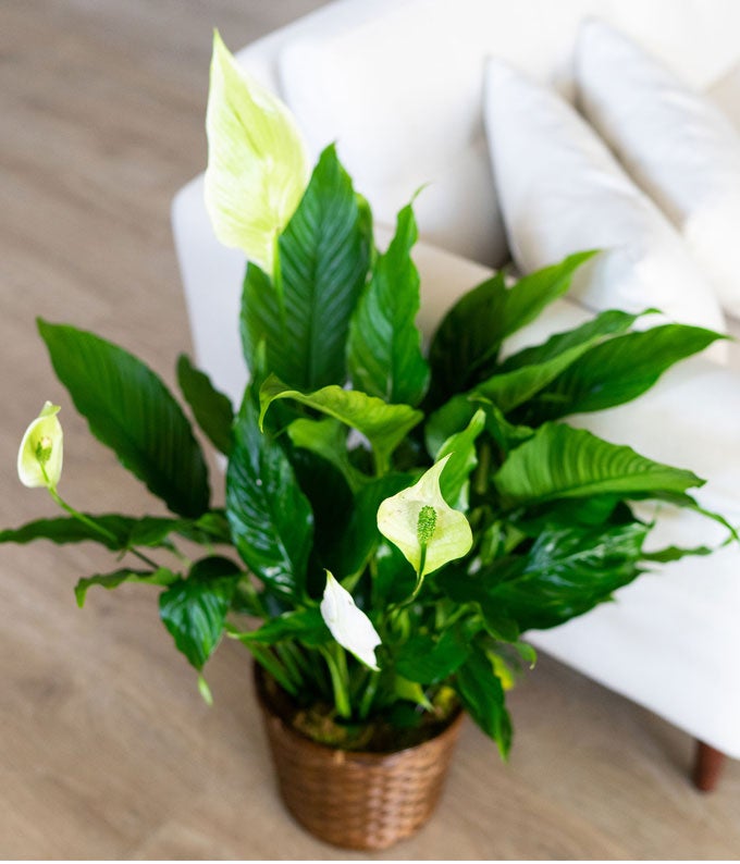 T105-1A_A2.jpg Simply Elegant Spathiphyllum - Image 3
