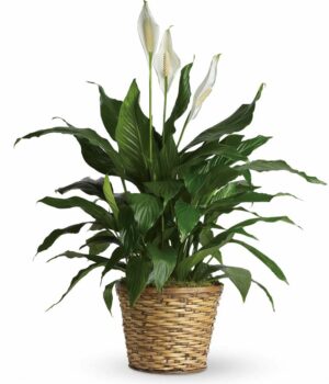 Simply Elegant Spathiphyllum - Deluxe