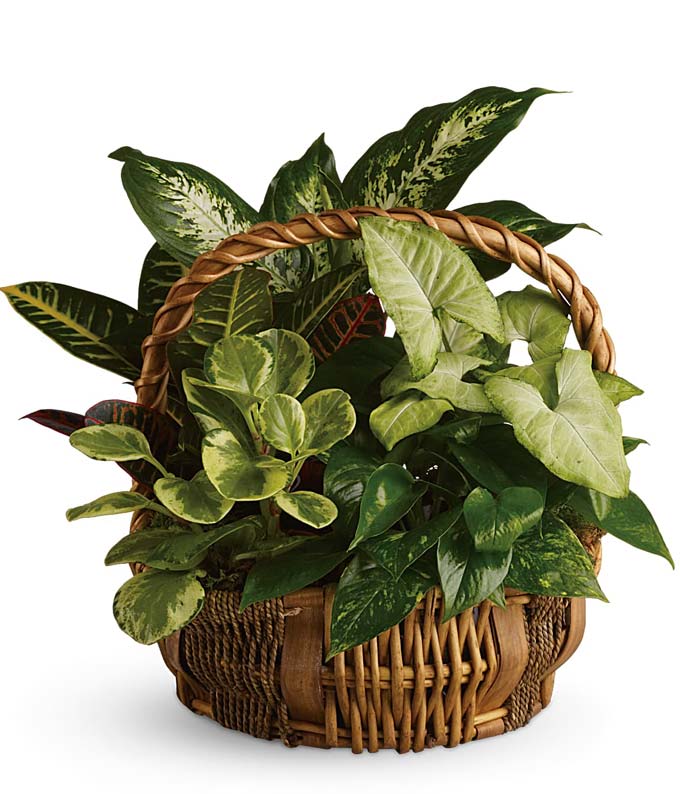 T106-1A.jpg Emerald Garden Basket