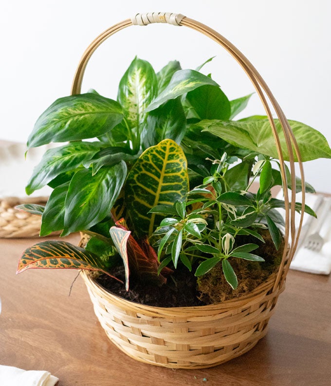 T106-1A_A2.jpg Emerald Garden Basket - Image 4