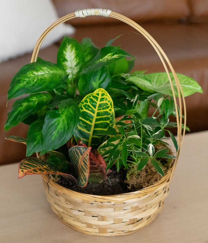 T106-1A_A3.jpg Emerald Garden Basket - Image 3