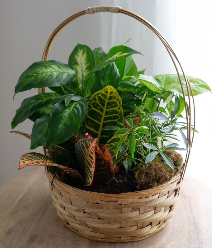 T106-1A_A4.jpg Emerald Garden Basket - Image 5