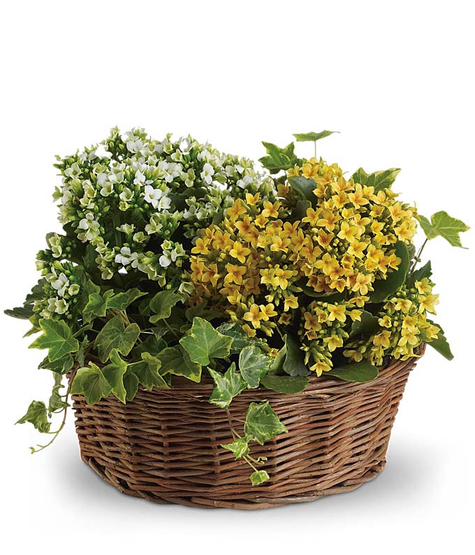 T95-2A-1.jpg Basket of Joy