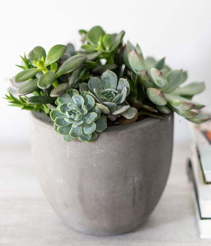 TPL01-1A_A1.jpg Florist Designed Succulent Garden - Image 2
