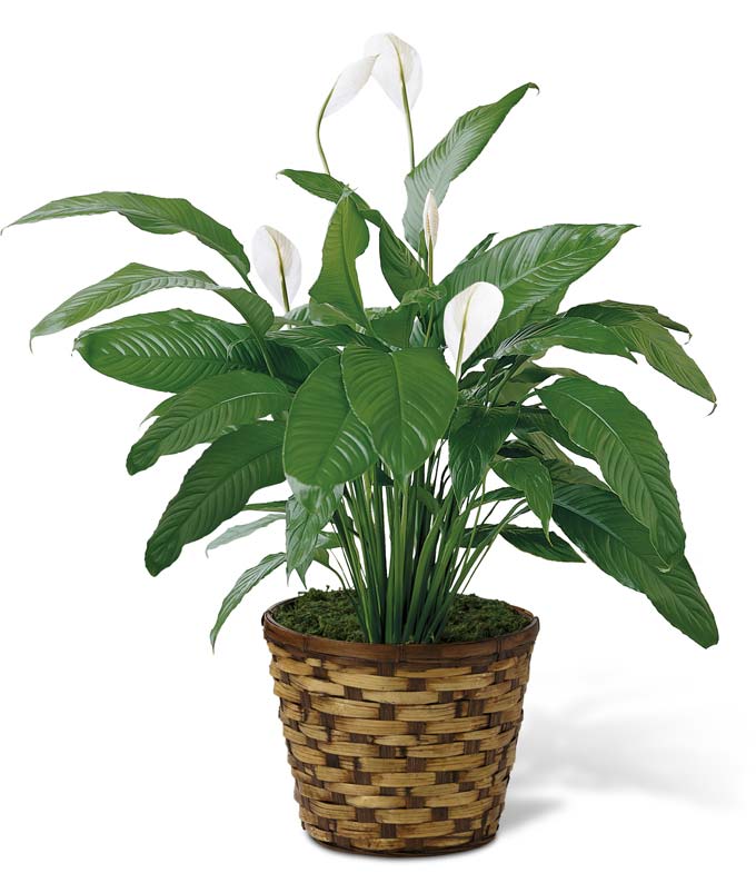 V7020.jpg Peace Lily Plant