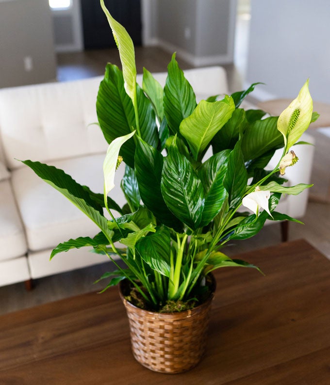 V7020_A1.jpg Peace Lily Plant - Image 2