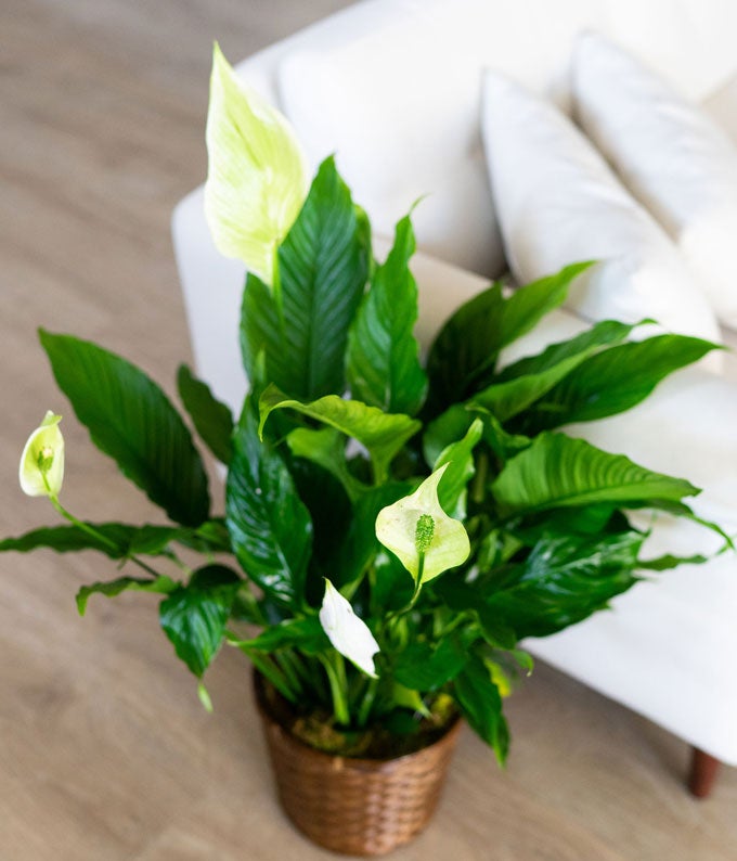 V7020_A2.jpg Peace Lily Plant - Image 3