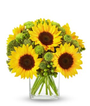 Sunflower Hills