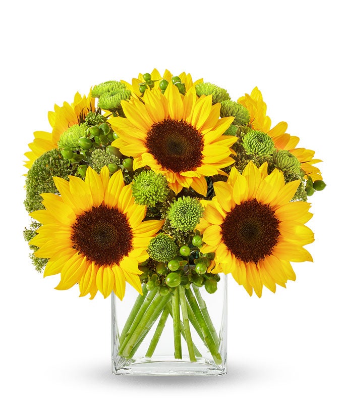 V7032.jpg Sunflower Hills