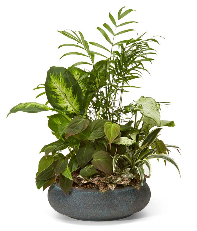 V7035.jpg Premium Dish Garden
