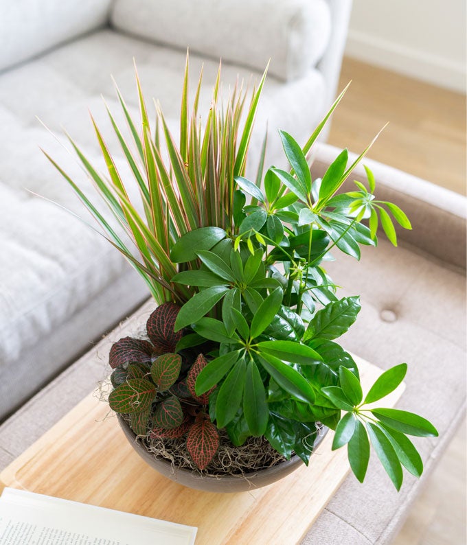 V7035_A1.jpg Premium Dish Garden - Image 2