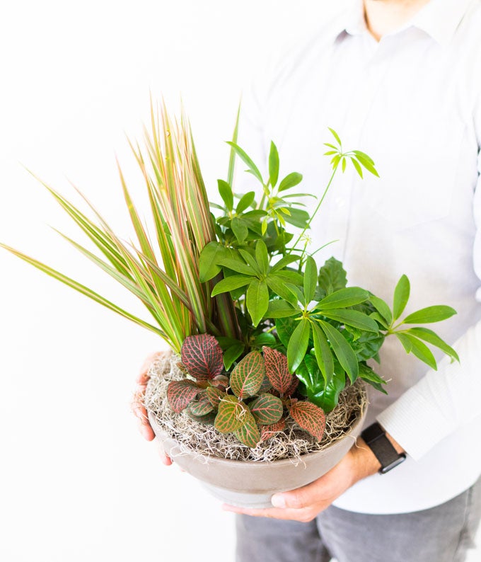 V7035_A2.jpg Premium Dish Garden - Image 3