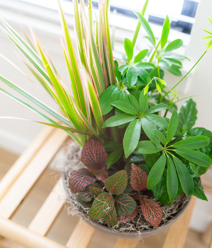 V7035_A3.jpg Premium Dish Garden - Image 4