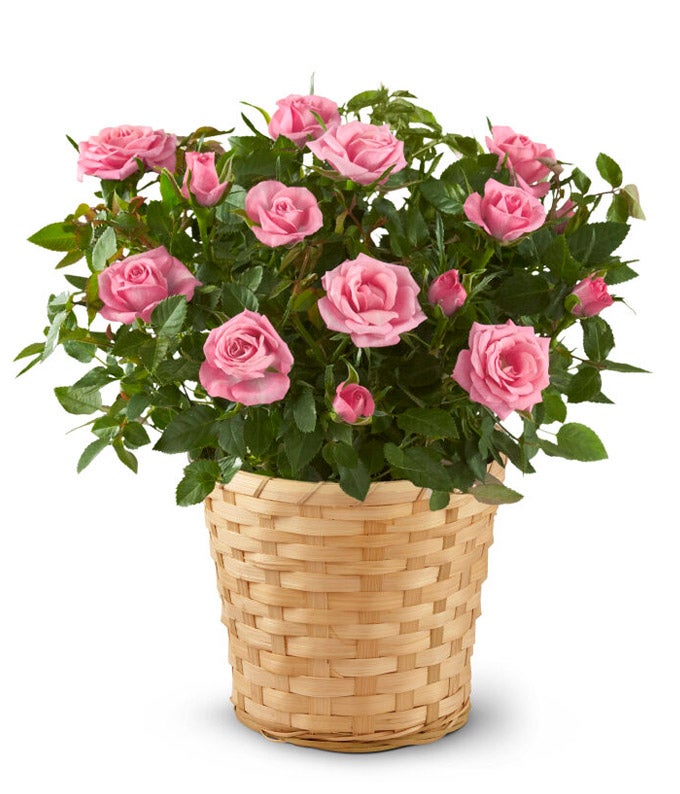 YA100.jpg Pretty Pink Rose Plant