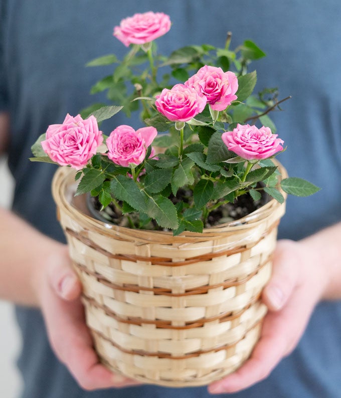 YA100_A1.jpg Pretty Pink Rose Plant - Image 2