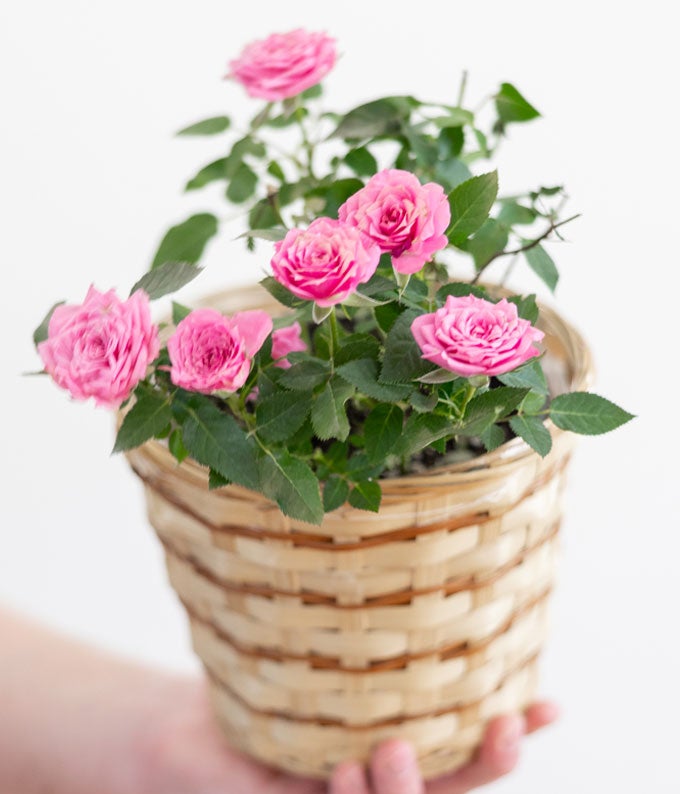 YA100_A2.jpg Pretty Pink Rose Plant - Image 3