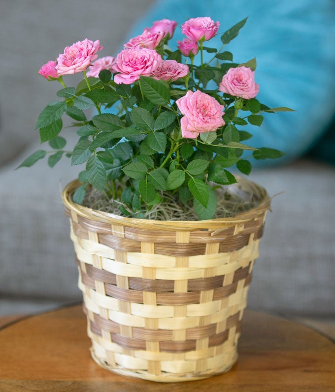 YA100_A3.jpg Pretty Pink Rose Plant - Image 4