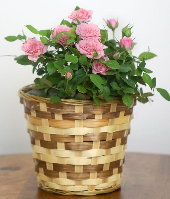 YA100_A4.jpg Pretty Pink Rose Plant - Image 5
