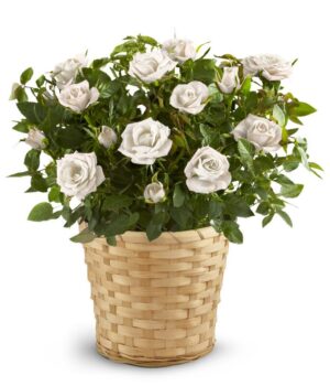 White Rose Plant